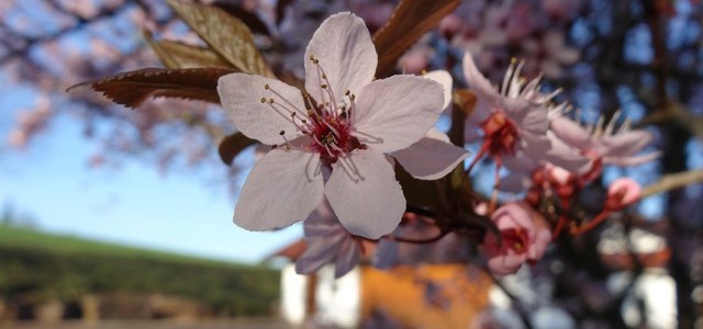 Apfelblütenfest Höchst im Odenwald
