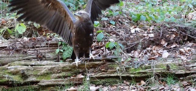 Bergtierpark Fürth-Erlenbach